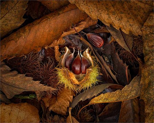 SCORE  9  Sweet Chestnuts by   Richard Milton-Worssell