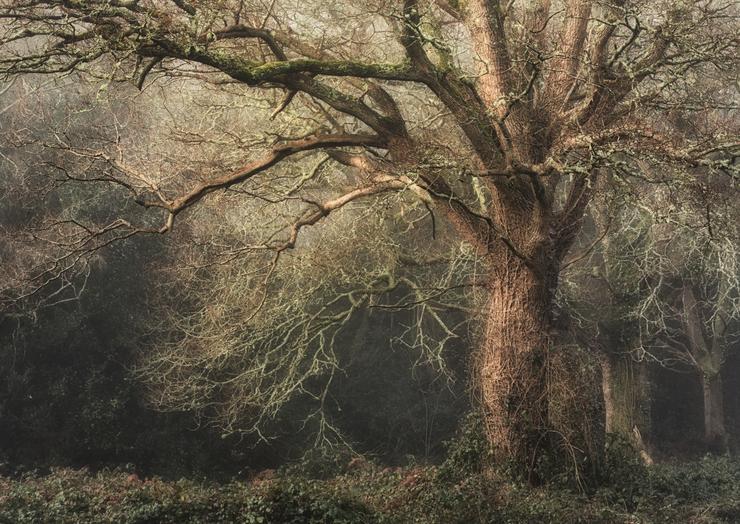 HELD BACK  SCORE  9.0  Stuart Burch_The Winter Oak