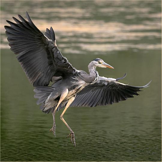 Bob Ede   Heron Wings Held Wide