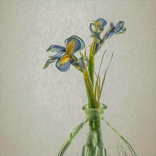Iris in Bottle by David Balaam