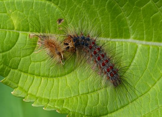 SCORE  12  Gypsy Moth chrysalis by  David Balaam