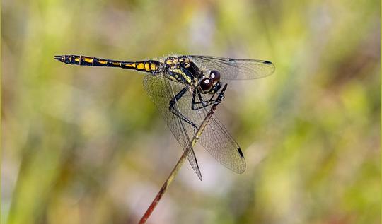 Bob Ede  Black Darter Dragonfly