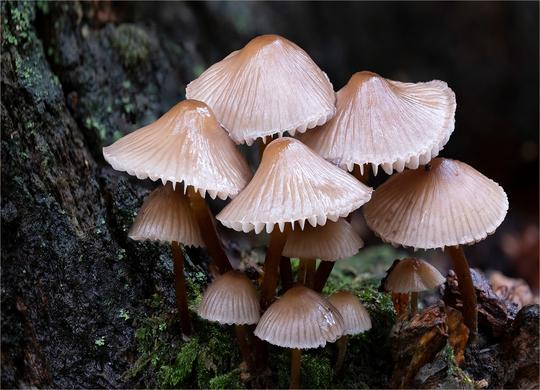 David Balaam  Mycena family