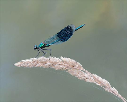 Richard Milton Worssell   Banded demoiselle (Calopteryx splendens)