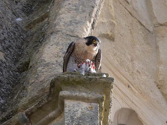 SCORE  12  Peregrine Falcon With Prey by  John Bartlett