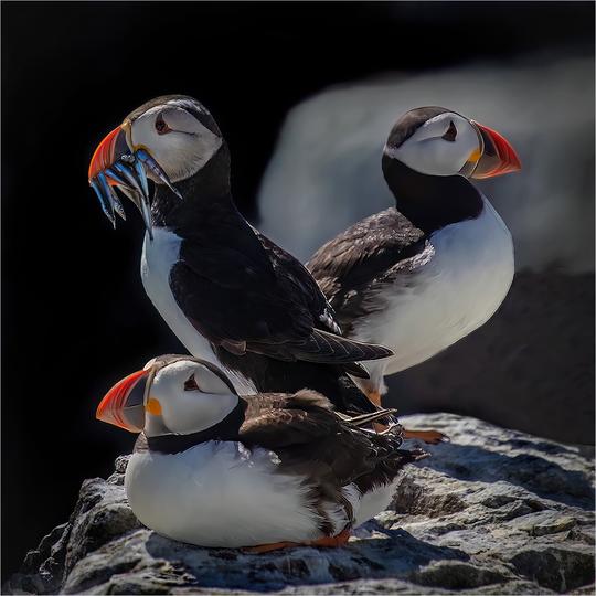 SCORE  12  Puffins by Gareth Balle