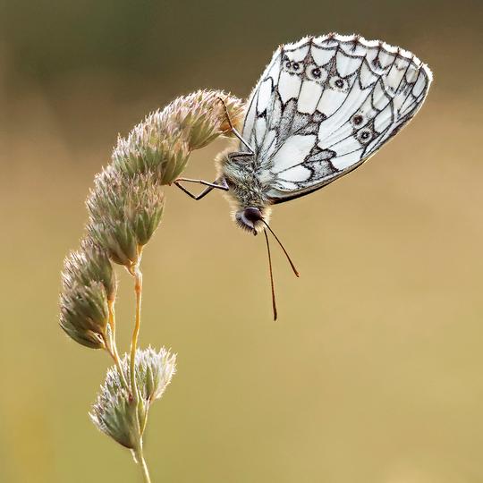 SCORE  11  Inverted Marbled White Butterfly by  Bob Ede