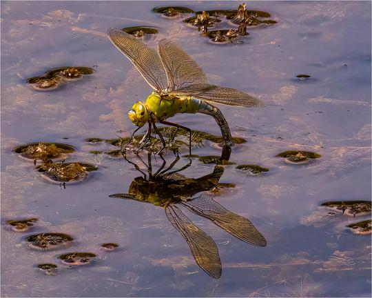 Richard Milton Worssell   Female Emperor Dragonfly ovipositing