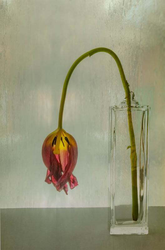 Tired Tulip by David Balaam