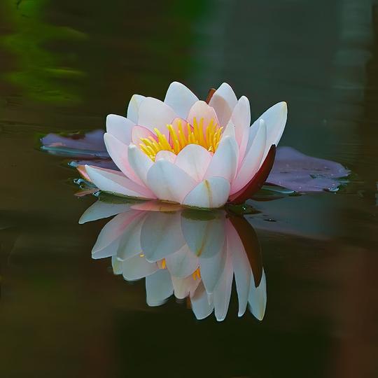 2 Water Lily