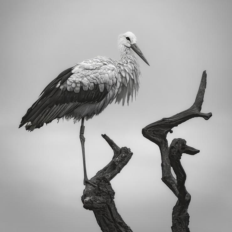 SCORE  8.5  Mike Williamson_White Stork Roosting