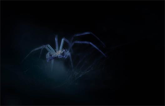 Spider by Mike Williamson