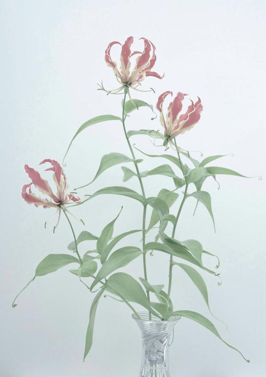 1 Gloriosa Lily