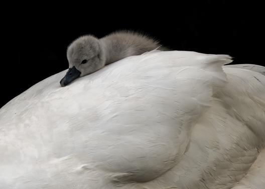 Feather Pillow by Daniel Langer