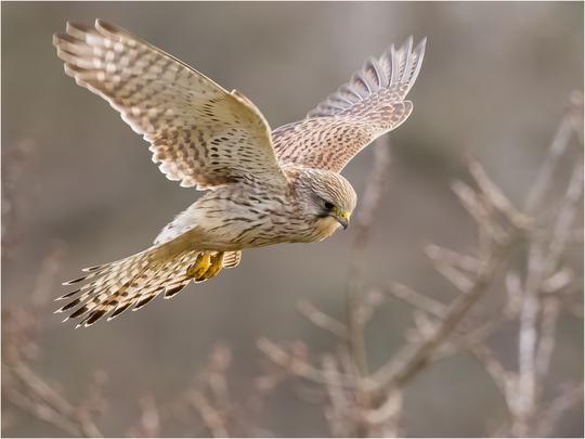 John Bartlett   Female Kestrel Hunting